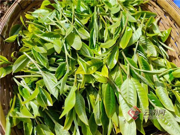 勐海县西定乡：茶产业焕发新活力